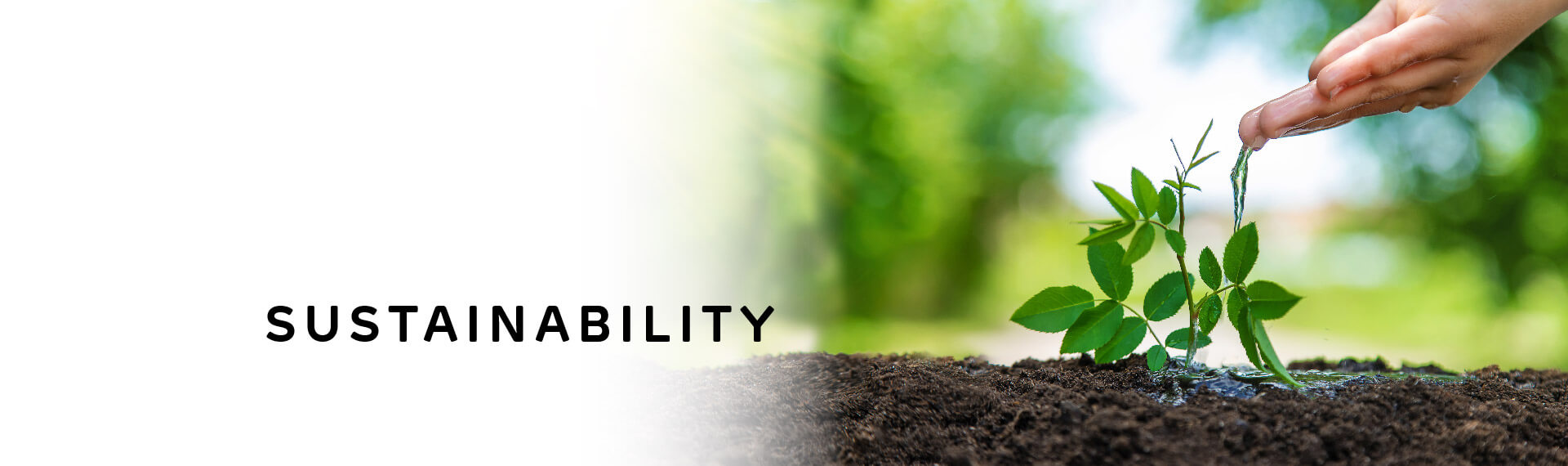 Header image with “Sustainability” in capital letters; with a photo of a person’s hand gently running water onto a green sapling plant.