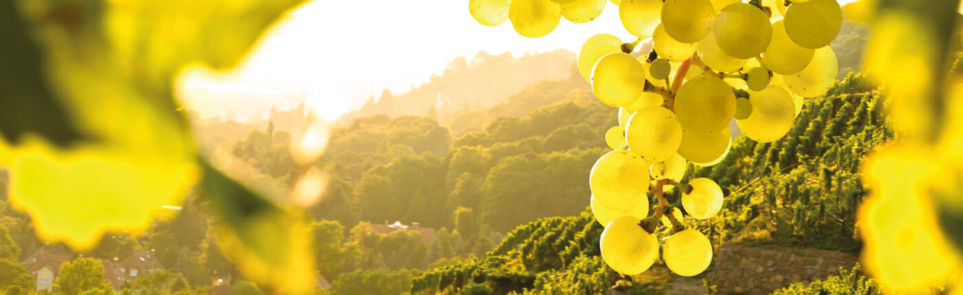 Obst- und Weinbau