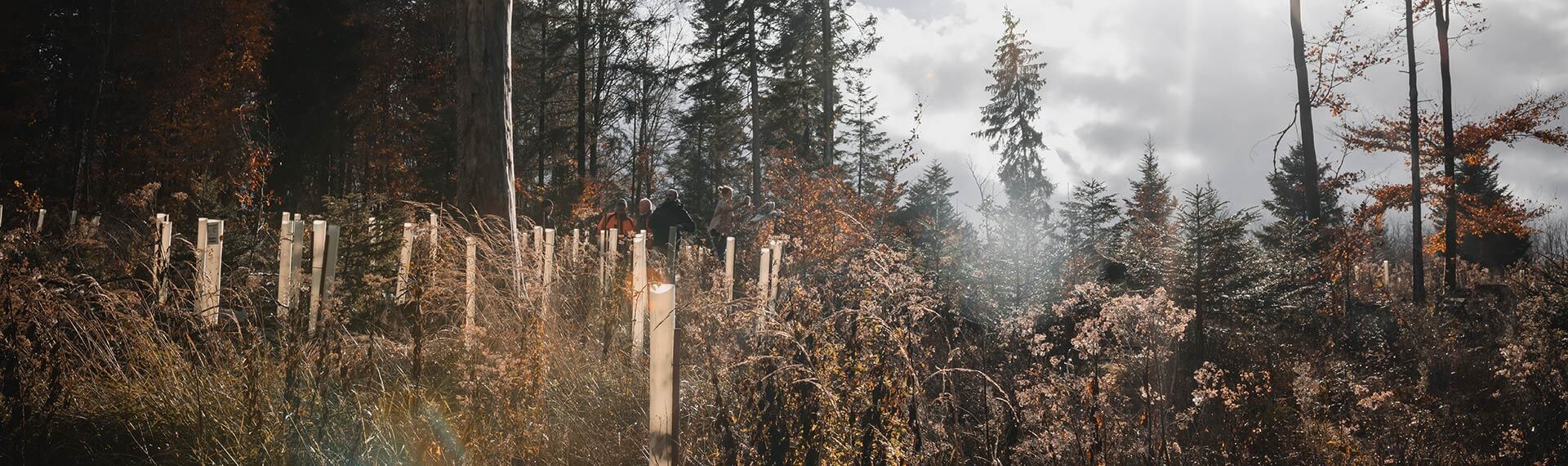 Reforestación: Plantamos 500 árboles