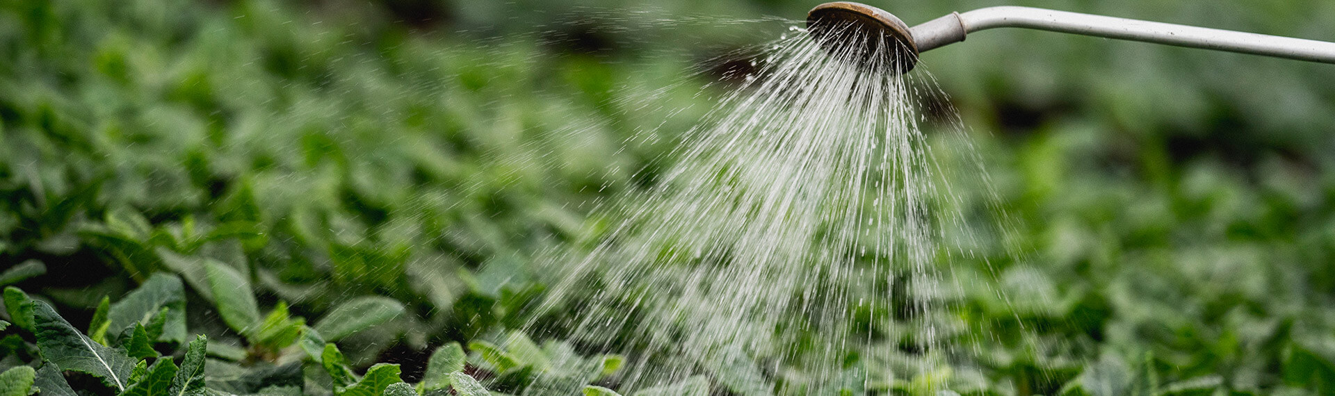 Plantas de agua