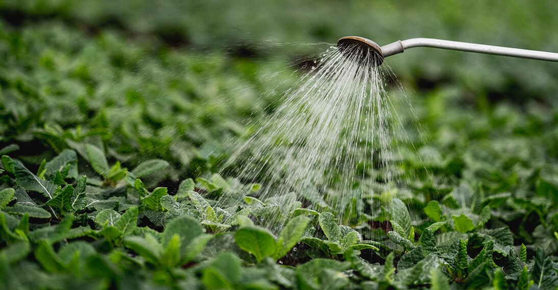 Regar las plantas con agua de lluvia
